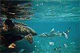 Nurse Sharks in Belize