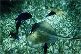 A Ray in Belize