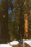 Sequoia Trees