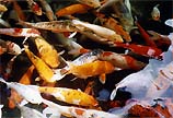 Koi