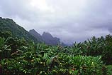 Tahiti Jungle